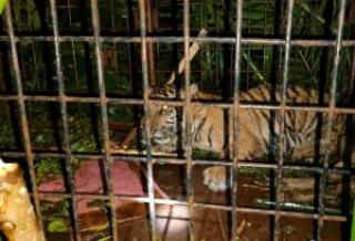 Tim BKSDA Riau Cek Kesehatan Anak Harimau Masuk Perangkap di Pelalawan