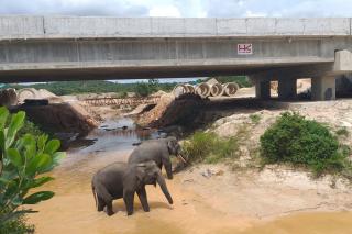 Hutama Karya Tetap Pertahankan Terowongan Gajah di Tol Permai