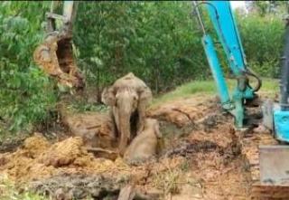 Dramatis! Begini Detik-detik Evakuasi Anak Gajah yang Jatuh dalam Galian di Sungai Mandau