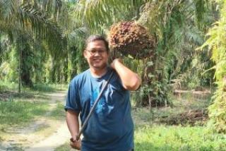 Naik, Harga Sawit Riau Seminggu Kedepan Rp Rp2.848,20/Kg