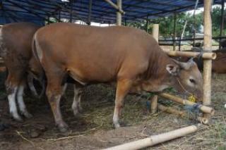 4.713 Ekor Hewan Ternak di Riau Sembuh dari PMK 