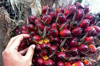 Kabar Baik! Harga TBS Sawit di Riau Naik Jadi Rp 2.805,29/Kg Â 