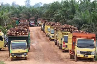 Kabar Baik! Provinsi Riau Bakal Dapat DBH Triliunan Rupiah dari Sawit