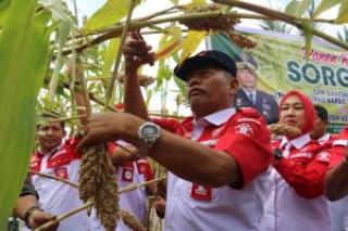 Kepala Kanwil Kemenkumham Riau Panen Sorgum dan Tanam Cabe