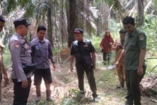 Ada Ternak Warga Pelalawan Mati Diduga Dimangsa Harimau