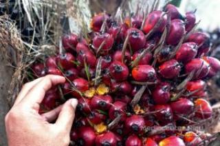 Harga TBS Kelapa Sawit di Riau Turun Tipis Jadi Rp2.702,95/Kg