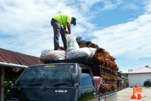 Turun Lagi, Harga TBS Sawit di Riau Rp2.284,55 per Kg