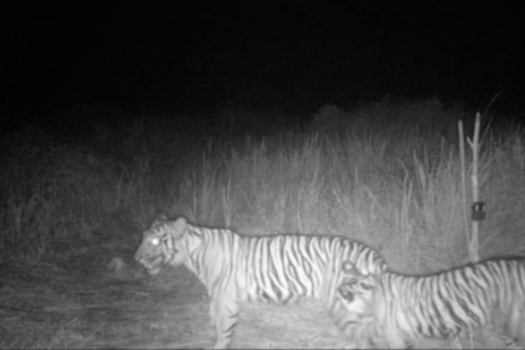 BBKSDA Riau Pasang Kamera Jebak Pantau Harimau yang Serang Pekerja di Inhil