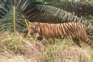 Tragis! Pekerja PT SPA di Inhil Nyaris Tewas Diserang Harimau