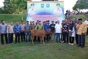 Kelompok Peternak Siak Terima Bantuan 168 Ekor SapiÂ
