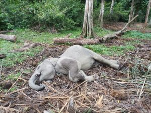 Anak Gajah Bernama Damar Ditemukan Mati di TWA Buluh Cina Kampar
