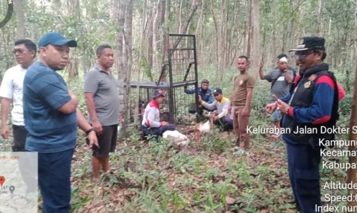 BB KSDA Riau Pasang Kamera dan Kandang Jebak Harimau di Siak