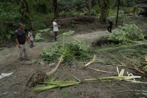 Tanaman Dirusak Gajah, Pemilik Kebun di Pekanbaru Minta Tolong BKSDA