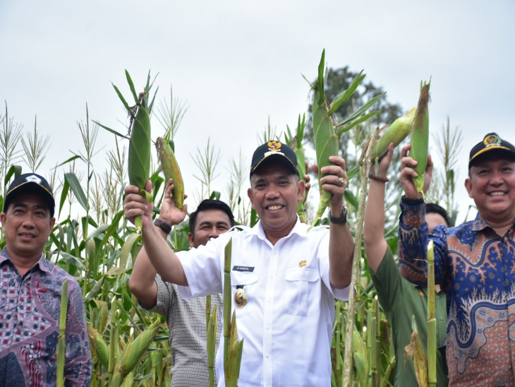 Pj Bupati Panen Raya Sekaligus Penanaman Jagung Manis di Desa Pulau Birandang