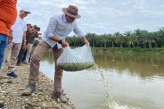 300 Ribu Benih Ikan Disebar di Sejumlah Sungai di Riau