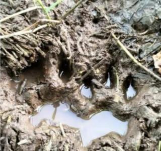 BBKSDA Riau Pantau Jejak Kaki Diduga Harimau di Kampung Suak Lanjut-Siak