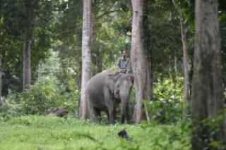 Keberadaan Gajah Sumatra Liar di Riau akan Dipantau dengan GPS Collar