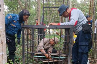 Heboh Harimau Masuk Kota Siak, Ini Penjelasan BBKSDA Riau