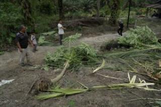 Tanaman Dirusak Gajah, Pemilik Kebun di Pekanbaru Minta Tolong BKSDA