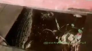 Geger! Ada Penampakan Buaya di Sungai Siak, Pemancing Diminta Waspada