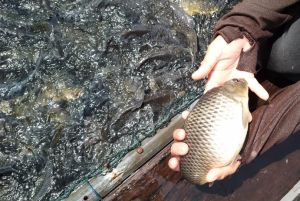 Terungkap! Ternyata Ini Penyebab 2,3 Ton Ikan Mas Mati di Danau PLTA Kampar