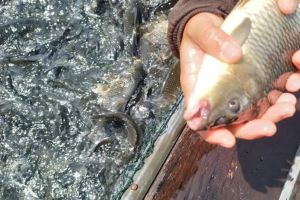 Gawat! Jumlah Ikan yang Mati di Waduk PLTA Koto Panjang Capai 150 Ton, Kerugian Diperkirakan Rp4,2 M