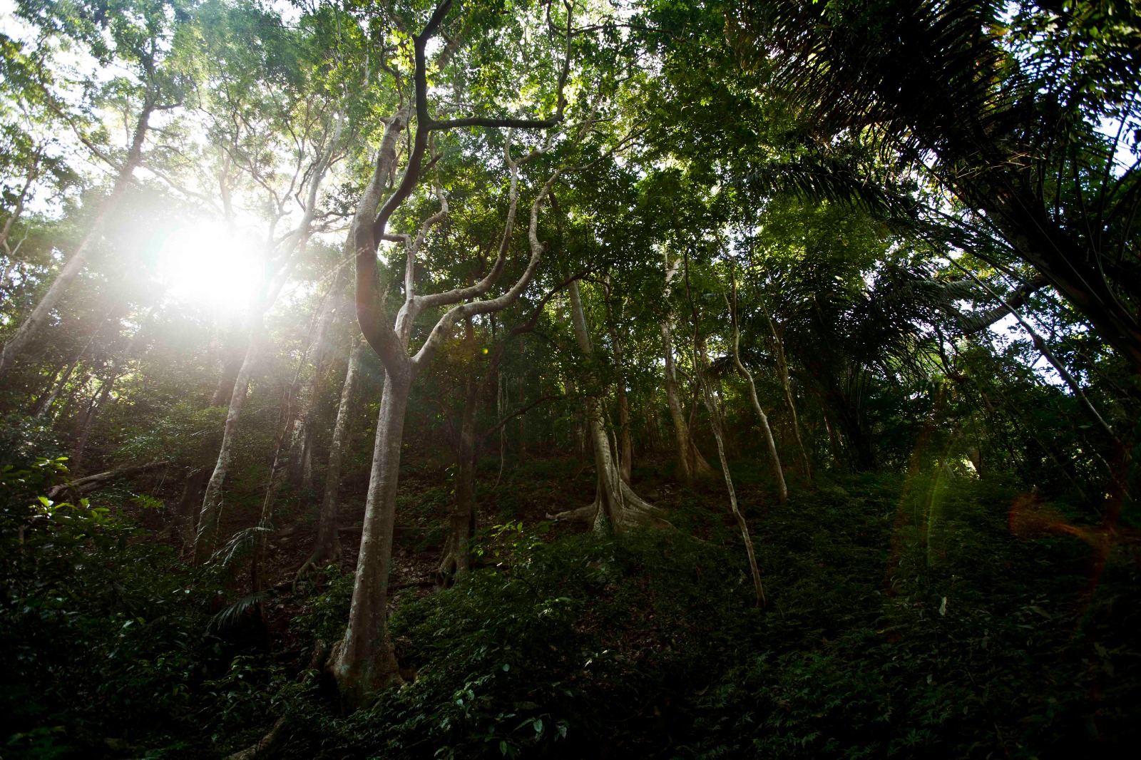 Indonesia Terima 46 juta Dolar AS untuk Aksi Iklim dan Pengelolaan Hutan Berkelanjutan
