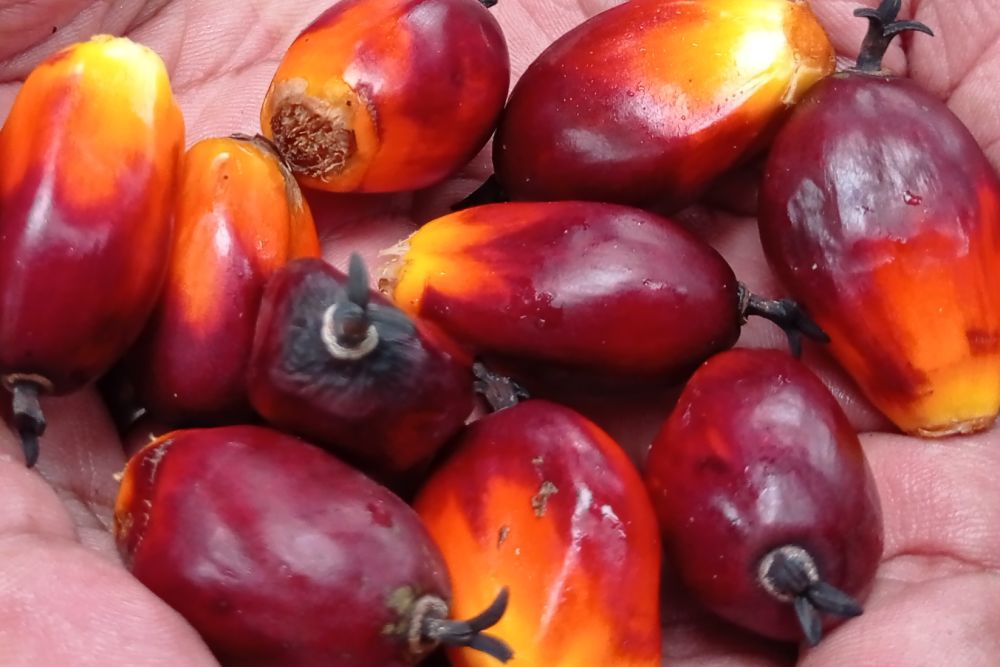 Harga TBS Sawit Riau Naik Jadi Rp2.676,04/Kg