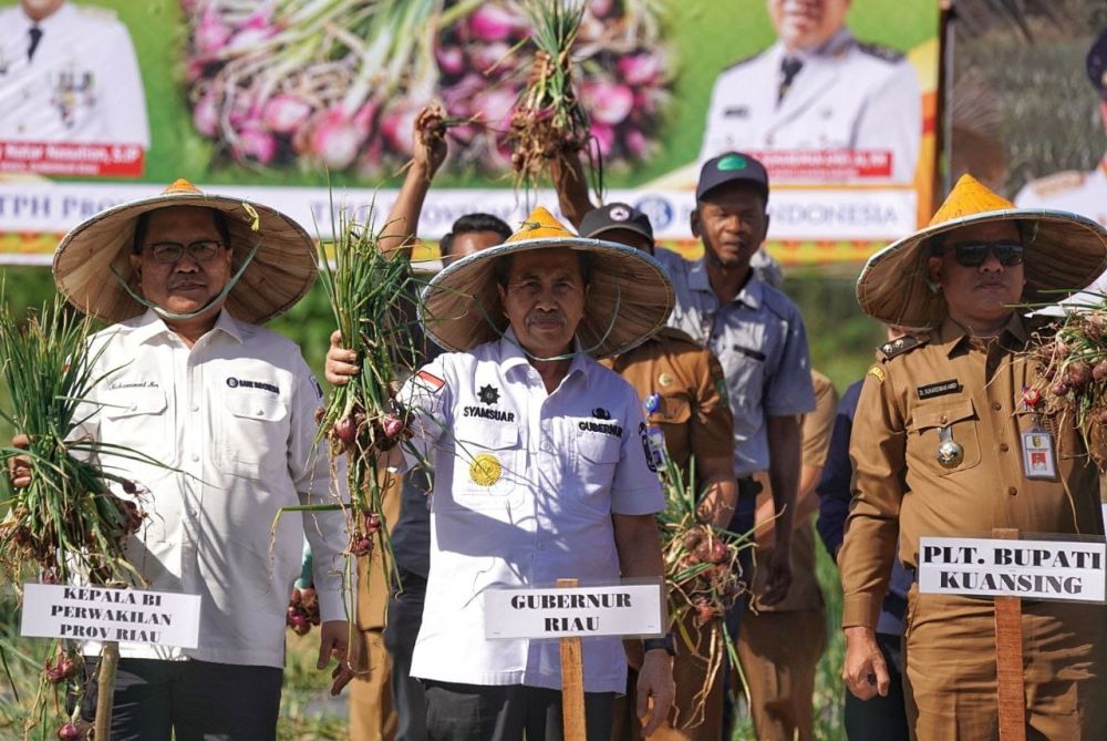 Gubri Syamsuar bersama Ratusan Warga Benai Kuansing Panen Raya Bawang Merah