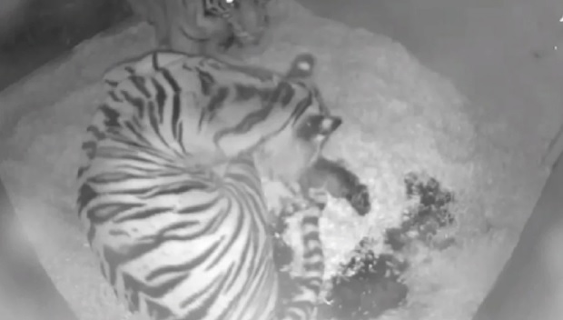 Momen Langkah! Detik-detik Harimau Sumatera Melahirkan Bayi Kembar Terekam CCTV