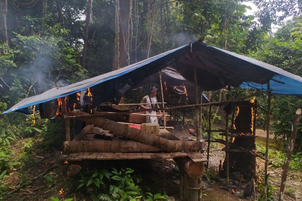 Petugas Musnahkan Empat Pondok Liar dan Tanaman Sawit di Rimbang Baling Kuansing