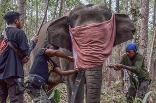 Hindari Konflik dengan Masyarakat, Tiga Gajah Liar di Riau Dipasang GPS Collar