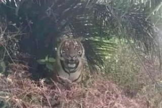Geger! Harimau Muncul di Kebun Perusahaan, PTPN V Buru-buru Lindungi Karyawan