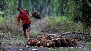 Naik, Harga TBS Kelapa Sawit di Riau Rp 2.630,78 per Kg