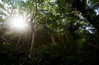 Indonesia Terima 46 juta Dolar AS untuk Aksi Iklim dan Pengelolaan Hutan Berkelanjutan