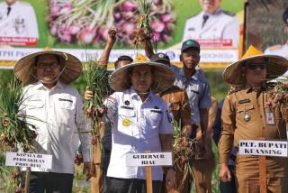 Gubri Syamsuar bersama Ratusan Warga Benai Kuansing Panen Raya Bawang Merah 