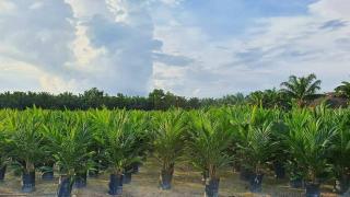 Puluhan Ribu Bibit Sawit Unggul Ludes Diserbu Petani