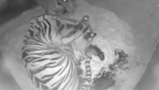Momen Langkah! Detik-detik Harimau Sumatera Melahirkan Bayi Kembar Terekam CCTV