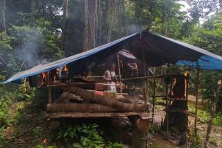 Petugas Musnahkan Empat Pondok Liar dan Tanaman Sawit di Rimbang Baling Kuansing