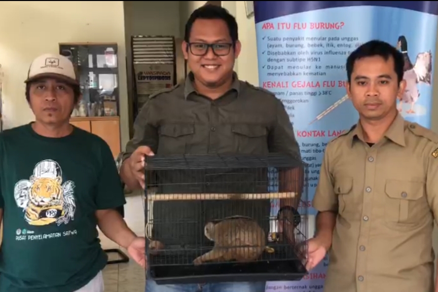 Warga Pelalawan Nasrio Siregar Serahkan Kukang ke Balai KSDA Riau
