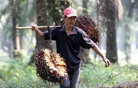 Naik Lagi, Harga TBS Kelapa Sawit di Riau Nyaris Rp 3.000/Kg