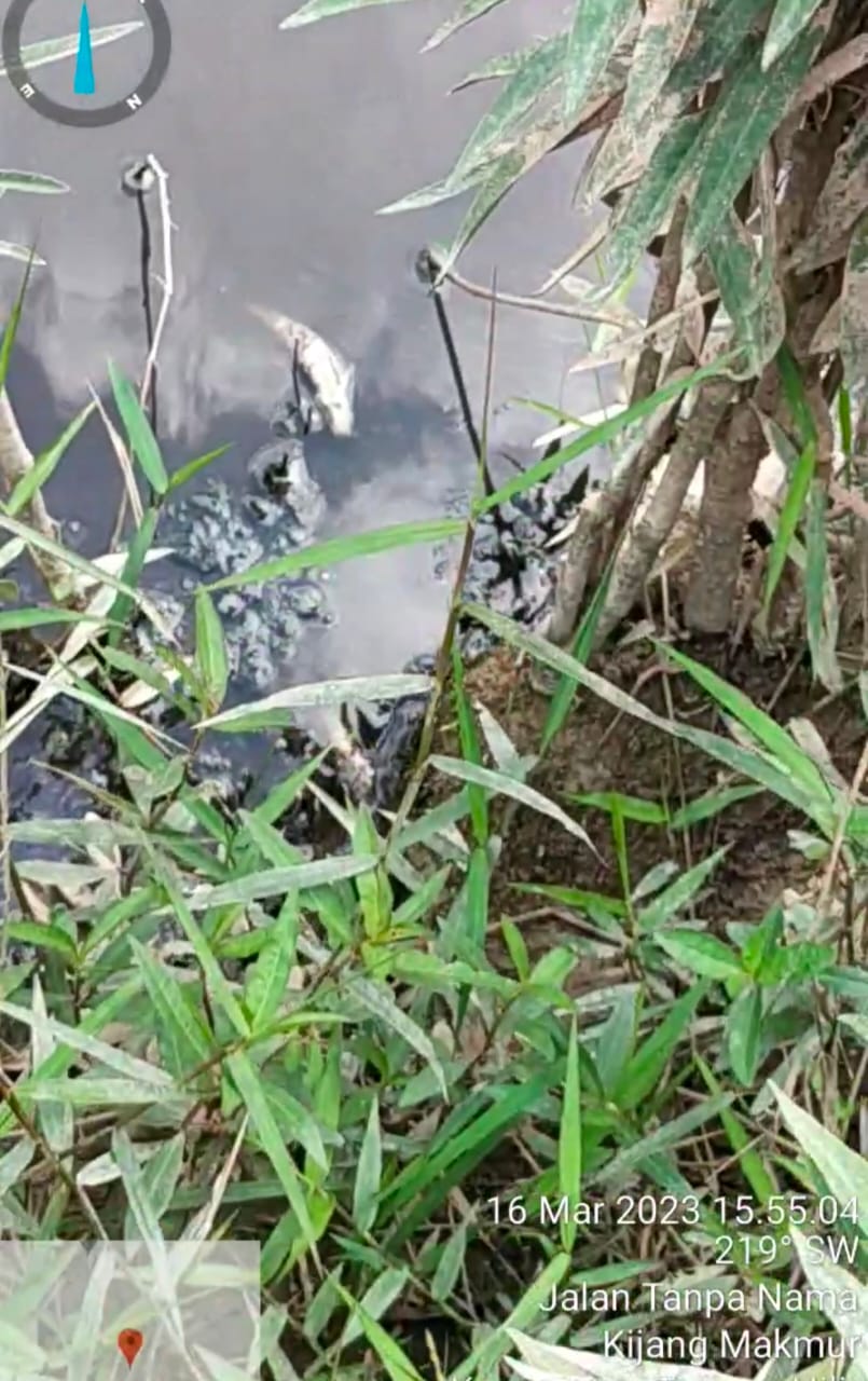 Banyak Ikan Mati di Aliran Sungai Tapung, Diduga Akibat Limbah dari PKS