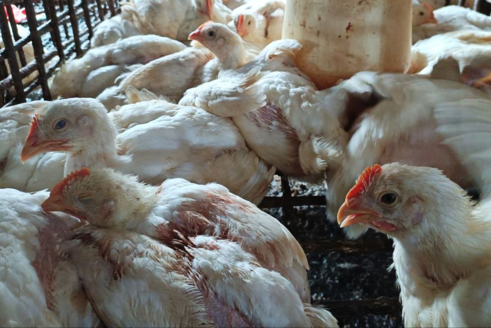 Ayam Mati Mendadak di Kampar Positif H5N1