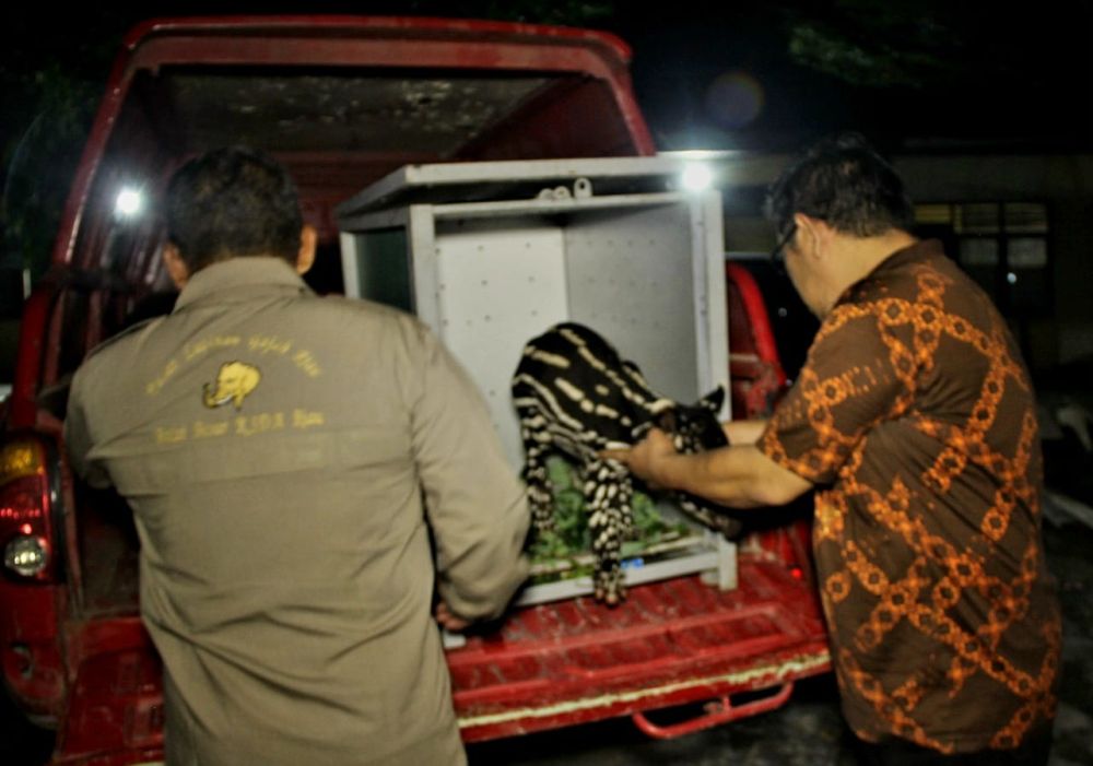 Petugas BBKSDA Riau Evakuasi Bayi Tapir Menyusui yang Ditinggalkan Â Induknya di Kuansing