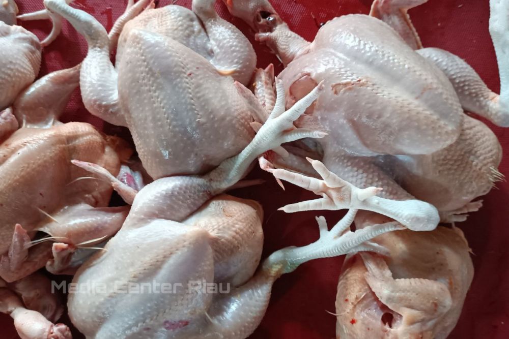 Diskes Riau Belum Terima Laporan Ada Warga Terjangkit Flu Burung
