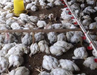 Gawat! Ratusan Ayam Mati Mendadak, DPKH Riau Kirim Sampel ke BVET Bukittinggi