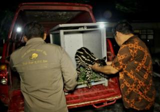 Petugas BBKSDA Riau Evakuasi Bayi Tapir Menyusui yang Ditinggalkan Â Induknya di Kuansing