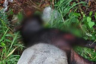 Tragis! Seekor Tapir Ditemukan Mati di Jalan Paus Rumbai Pesisir
