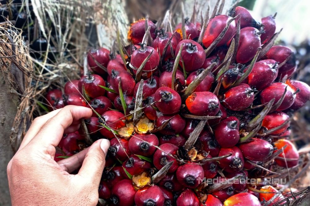 Alami Penurunan Lagi, Harga Sawit di Riau Rp 2.729,49/Kg