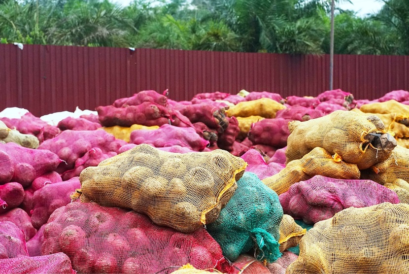 Ekspor Perdana, 50 Ton Porang Asal Riau Tembus Pasar Cina